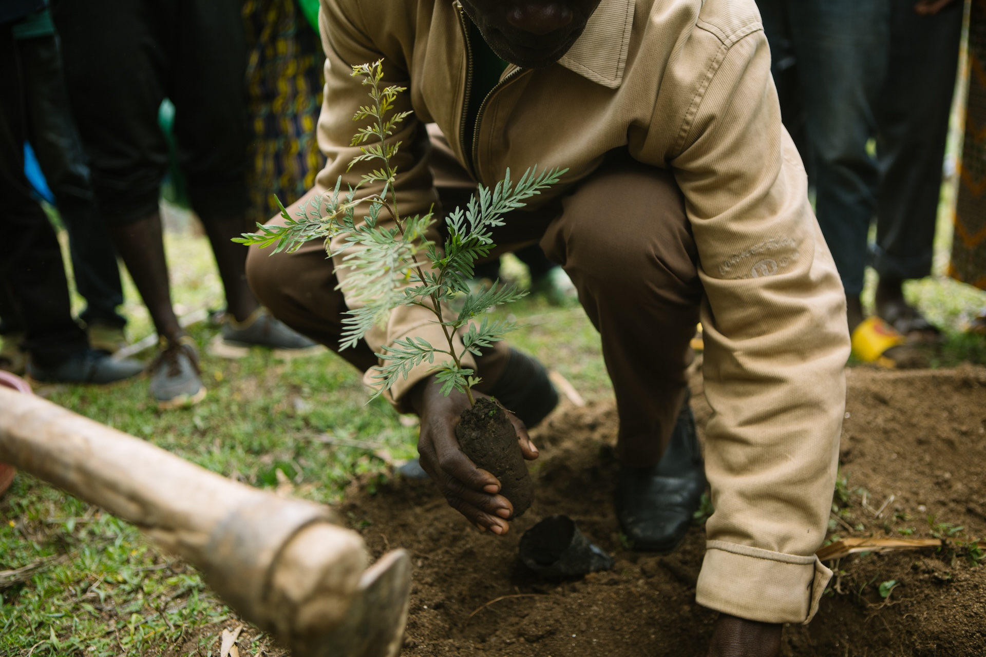 Planting a tree in the newly dug hole